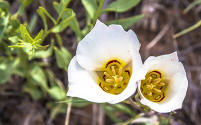 Sego Lily