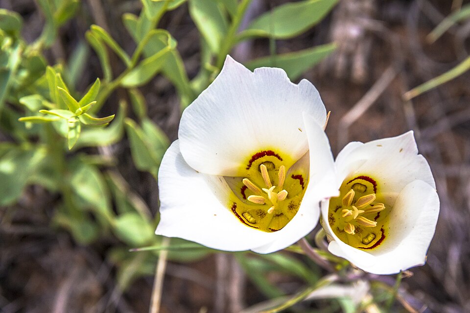 Double_Sego_Lillies_(14182375130)
